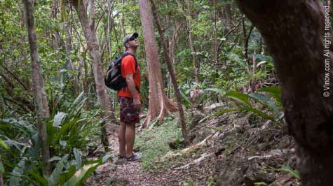 Caneel Hill Trail